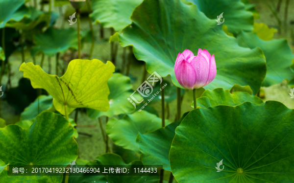 荷花