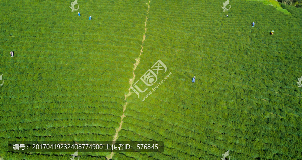 茶園風(fēng)光