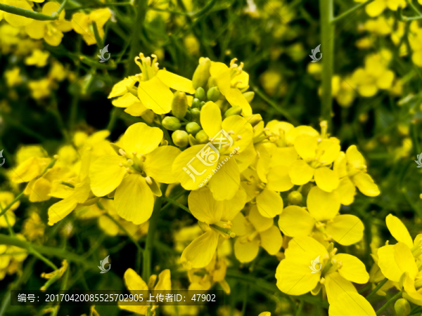 油菜花