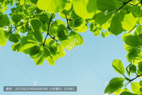 玉蘭綠葉綠色樹葉背景