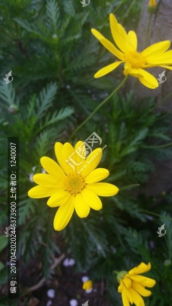 小雛菊