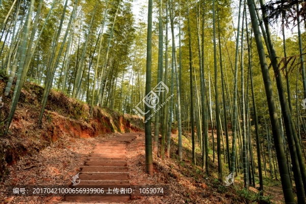 楠竹林