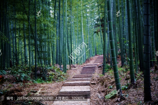 竹林小路