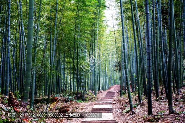 翠竹林間