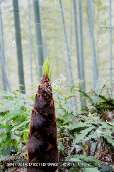 春筍