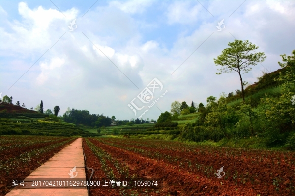 茶地
