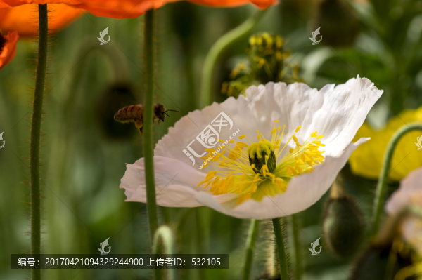 嬌艷,特寫,美麗,虞美人