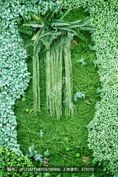 綠色植物墻,植物墻,花卉墻
