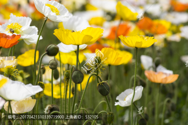 虞美人,花海