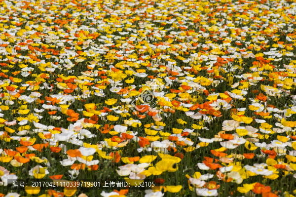 虞美人,花海