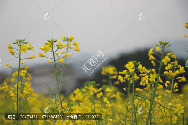 油菜花