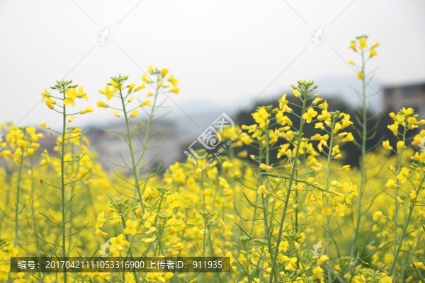 油菜花