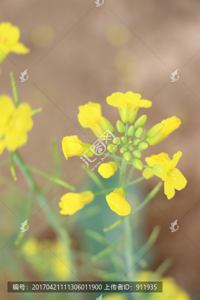 油菜花