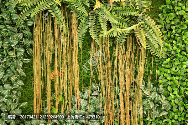 綠色植物墻,植物墻,花卉墻