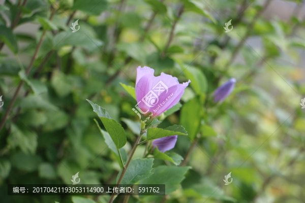 花卉