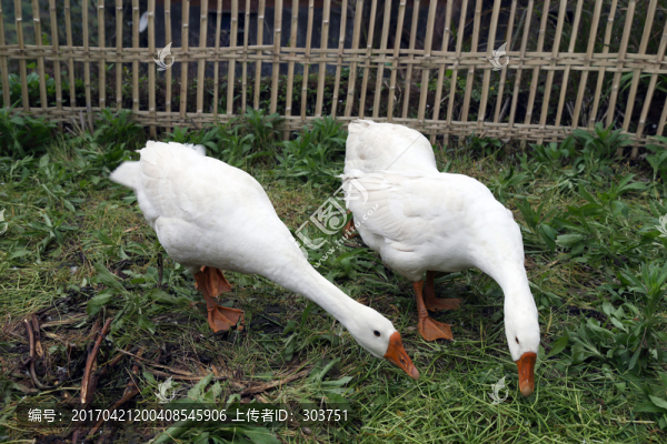 鵝鴨