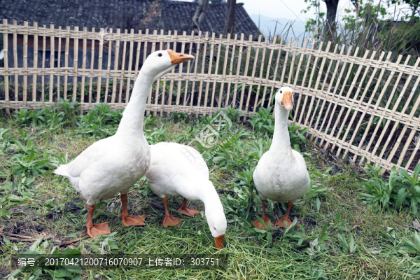 鵝鴨