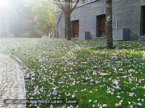 落花,落櫻花,櫻花,花瓣雨,花