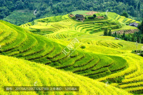 龍勝梯田