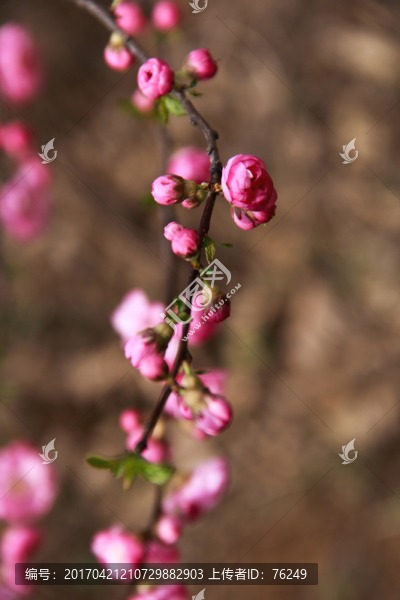 桃花花蕾桃花開
