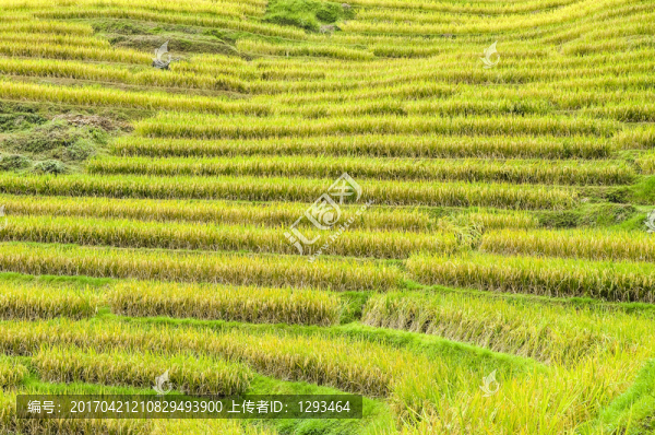 龍勝梯田