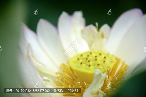 荷花特寫