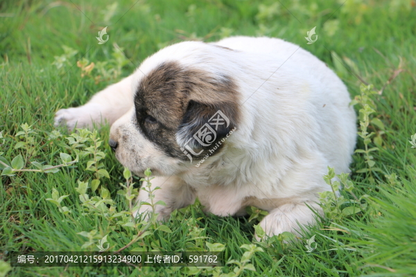 狗狗