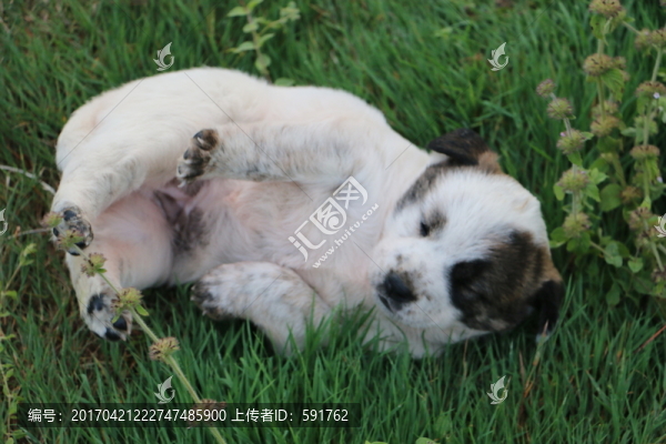 狗狗