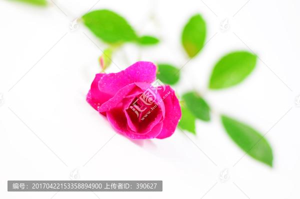 月季花