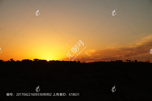 胡楊怪樹林落日