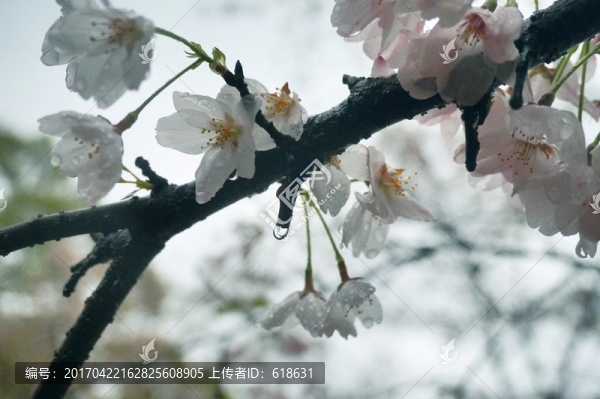 黿頭渚櫻花