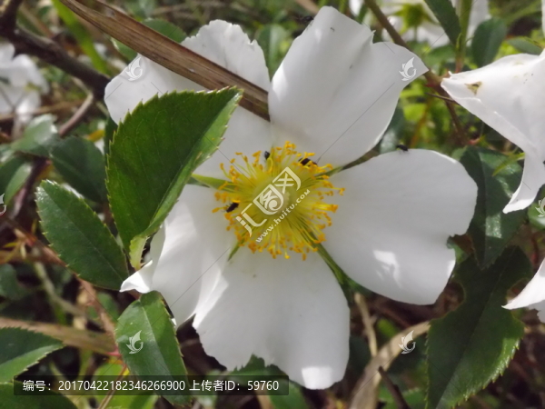 金櫻子花