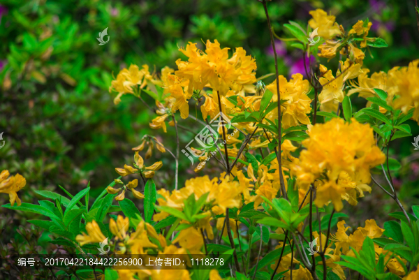 金色杜鵑花
