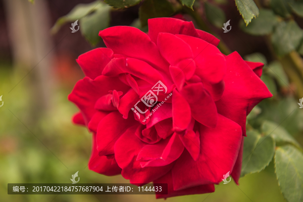 玫瑰