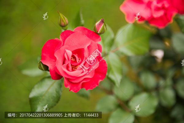 玫瑰