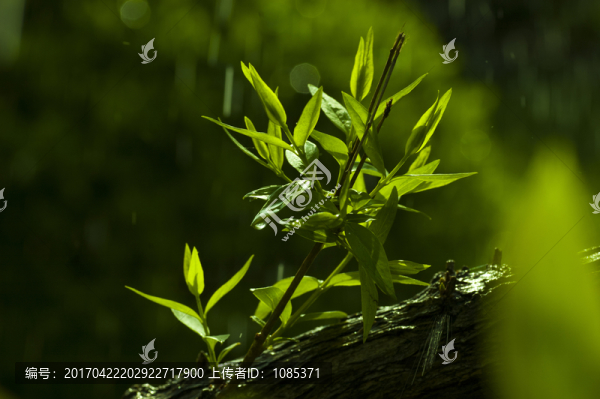 發(fā)芽