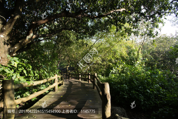 小路,林間小徑