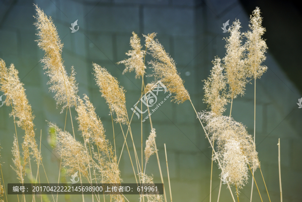 蘆葦花