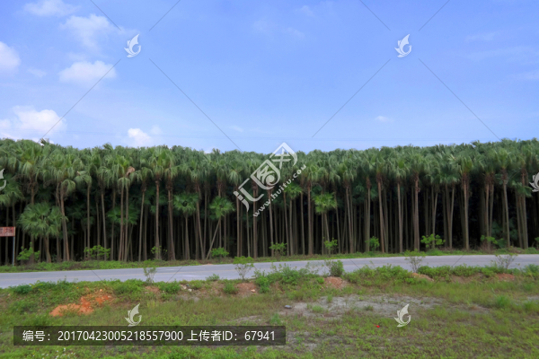 百年葵樹林