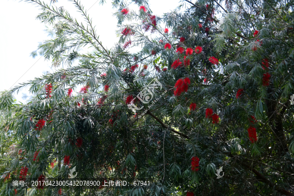 開(kāi)滿紅花的綠樹(shù)