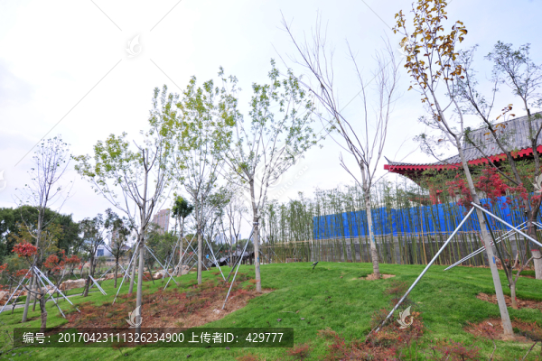 公園新植樹