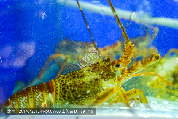 龍蝦,大龍蝦,深海龍蝦