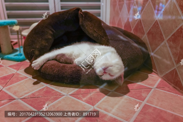 寵物寄養(yǎng)店,寵物商店