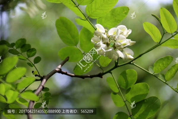 槐花