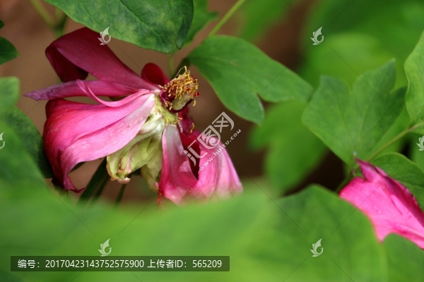 牡丹
