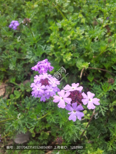 櫻草花