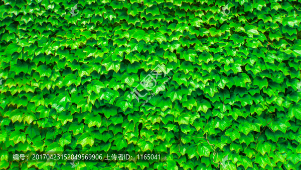 高清綠色植物墻,爬墻虎