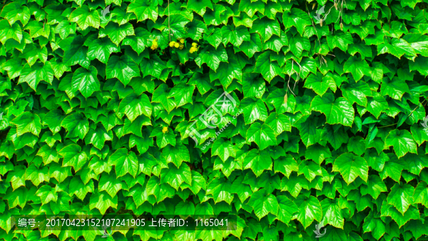 高清綠色植物墻,爬墻虎