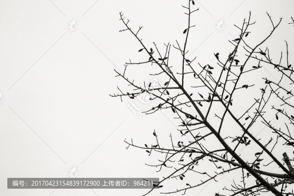 水墨樹枝,天空枝葉