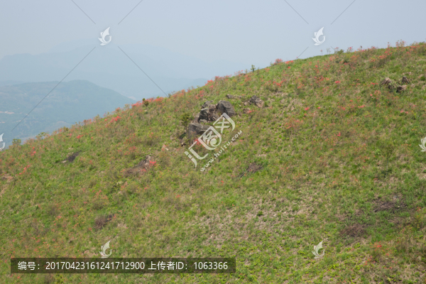 杜鵑山頭